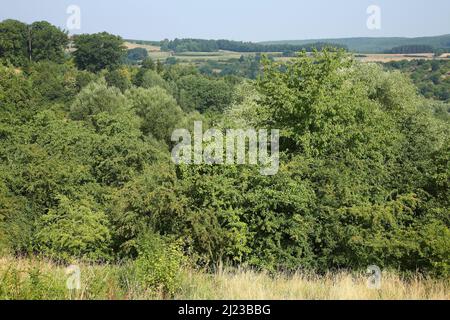 Spalter Hügelland / Spalter Hills / Foto Stock