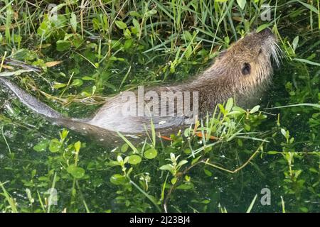 Nutria nuotare e nutrirsi lungo la riva dello stagno al Bird Island Park lungo la Florida A1A a Ponte Vedra Beach, Florida. (USA) Foto Stock