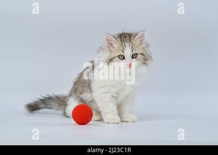 Gattino siberiano su sfondo colorato con un pallone Foto Stock