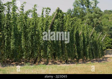 Spalt - Hopfengarten / Spalt - Hop Garden / Foto Stock