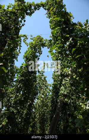 Hopfen / Hop / Foto Stock