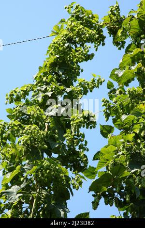 Hopfen / Hop / Foto Stock