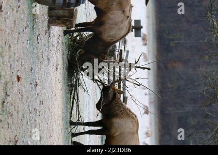 Un colpo verticale di alci in un parco o in uno zoo con uno sfondo sfocato Foto Stock