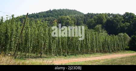 Spalt - Hopfengarten / Spalt - Hop Garden / Foto Stock