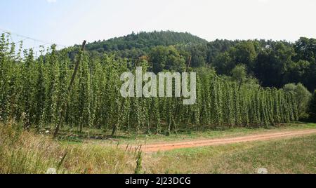 Spalt - Hopfengarten / Spalt - Hop Garden / Foto Stock