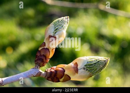 Regno Unito, Inghilterra, Devonshire. Un germoglio appiccicoso dell'albero del cavallo che si apre in primavera. Foto Stock