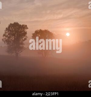 Sun bruciare attraverso la nebbia di mattina presto a fine estate inizio autunno a Cannock Chase Area di straordinaria bellezza naturale Staffordshire Foto Stock