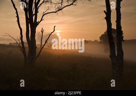 Sun bruciare attraverso la nebbia di mattina presto a fine estate inizio autunno a Cannock Chase Area di straordinaria bellezza naturale Staffordshire Foto Stock