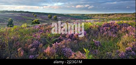 Sentieri che si snodano attraverso Cannock Chase Area di straordinaria bellezza naturale con Heather in fiore attraverso le Heathland a fine estate Staffordshire Regno Unito Foto Stock