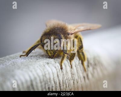 Macro fotografia dell'ape del miele occidentale primaverile (Apis mellifera) che riposa su un cancello di legno, coperto di polline, possibilmente da un dente di leone. REGNO UNITO. Foto Stock