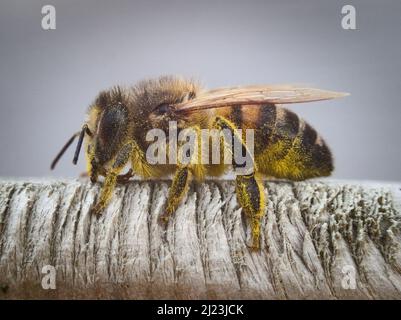Macro fotografia dell'ape del miele occidentale primaverile (Apis mellifera) che riposa su un cancello di legno, coperto di polline, possibilmente da un dente di leone. REGNO UNITO. Foto Stock