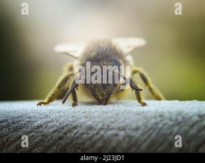 Macro fotografia dell'ape del miele occidentale primaverile (Apis mellifera) che riposa su un cancello di legno, coperto di polline, possibilmente da un dente di leone. REGNO UNITO. Foto Stock