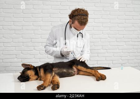 Vista frontale del pastore tedesco iniettato da un veterinario in clinica di veterinario. Cane sdraiato sul lato in narcosi, medico in camice da laboratorio, guanti e siringa di tenuta maschera, concetto di trattamento animali domestici. Foto Stock