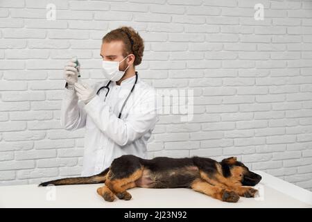 Vista laterale della siringa di tenuta del vet, cane appoggiato sul lato del tavolo bianco. Medico in camice da laboratorio, maschera e guanti guardando, il pastore tedesco malato essere in narcosi. Concetto di vita animale. Foto Stock