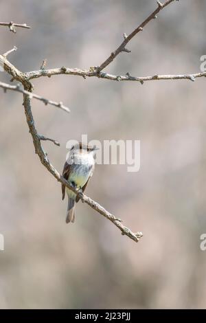 Eastern phoebe (Sayornis phoebe) che si aggirano su un ramo di albero. Chesapeake e l'Ohio Canal National Historical Park. Maryland. USA Foto Stock