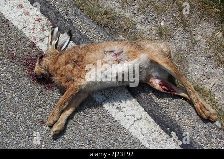 Feldhase / lepre europea / Lepus europaeus Foto Stock