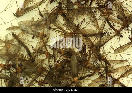 Dead craneflies (Tipula sp.) Foto Stock