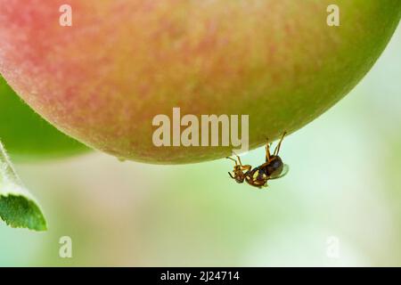 Bactrocera Tryoni, o Queensland Fruit Fly, mela pungente femminile durante la deposizione delle uova. Foto Stock