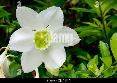 il giglio di eucharis, anche conosciuto come giglio di amazzonia o eucharis grandiflora, vista del primo piano di grande fiore bianco nel giardino preso in profondità poco profonda di campo Foto Stock