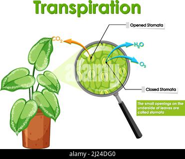 Diagramma che mostra la traspirazione in impianti illustrazione Illustrazione Vettoriale