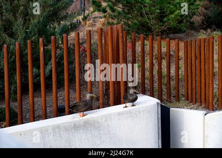 Little Island Park situato su strutture in cemento a forma di vaso, o tulipani, sommersi nel fiume Hudson, Pier 55, New York City. Foto Stock