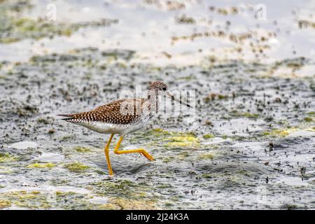 Il grande Sandpiper giallo zampa (Tringa melanoleuca) in Malibu Lagoon state Beach CA USA Foto Stock