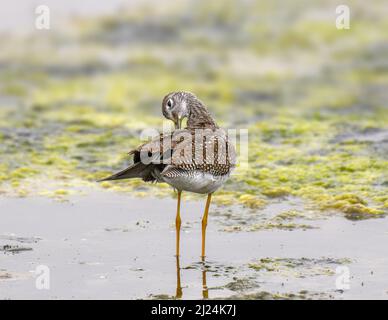 Il grande Sandpiper giallo zampa (Tringa melanoleuca) in Malibu Lagoon state Beach CA USA Foto Stock