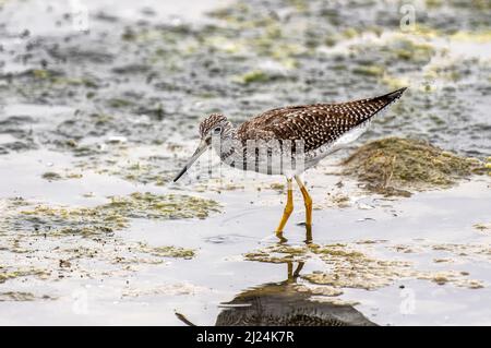 Il grande Sandpiper giallo zampa (Tringa melanoleuca) in Malibu Lagoon state Beach CA USA Foto Stock