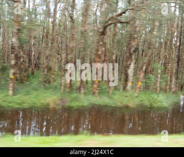 Foto sfocate di alberi e acqua ovunque, allagata lungo la strada dopo forti piogge sulla costa centrale del Nord (NSW) dell'Australia Foto Stock