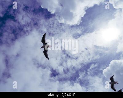 Uccelli in volo, gabbiani d'Argento Australiani o gabbiani, ali allungate, volare in un cielo blu con nuvole bianche , Australia Foto Stock