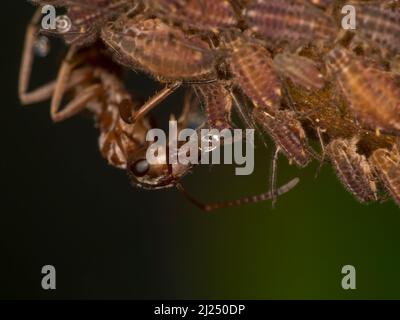 Formica oscura, formica, che raccoglie una goccia di nido d'ape da un apide. Le formiche proteggono gli afidi e raccolgono la nido d'ape che gli afidi Foto Stock