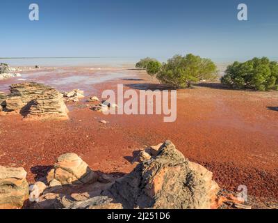 Mangrovie bianche (Avicennia marina) e fango a bassa marea, Roebuck Bay, Broome Foto Stock