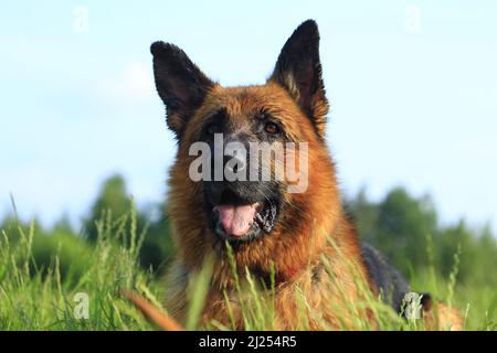 Un primo colpo del bellissimo cane tedesco Sheffield sul campo Foto Stock