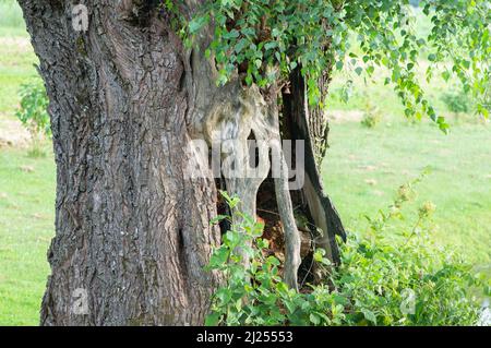 Vecchio albero con tronco cavo e foglie in estate Foto Stock