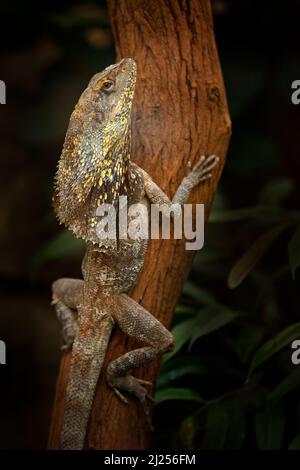 Lucertola frillata, Chlamydosaurus kingii, sull'albero in una foresta scura. Lucertola di drago a collo frill, nell'habitat naturale. AGAMA dall'Australia settentrionale Foto Stock