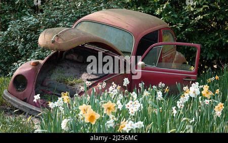 Lisse, Paesi Bassi - Marzo 25 2022 nella mostra annuale dei fiori i vecchi relitti auto Keukenhof sono combinati con i narcisi quest'anno. Foto Stock