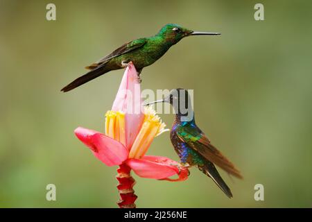 Uccello che succhia nettare dolce nella giungla. Empress Brilliant, Heliodoxa imperatrix, bel colibrì nell'habitat naturale. Uccello verde con coda lunga f Foto Stock