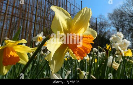 Una miscela di diversi tipi di daffodils. Sullo sfondo una recinzione arrugginita. Foto Stock