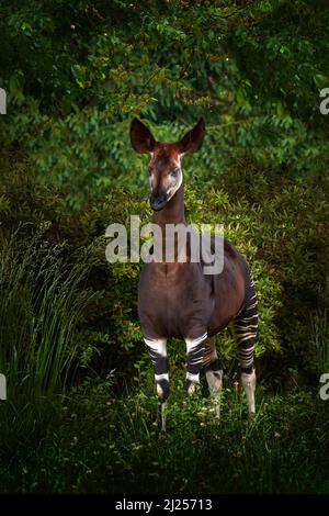 Okapi, Okapia johnstoni, giraffa di foresta rara marrone, nell'habitat verde scuro della foresta. Grande animale nel parco natiopnal in Congo, Africa. Okapi, fauna selvatica n Foto Stock