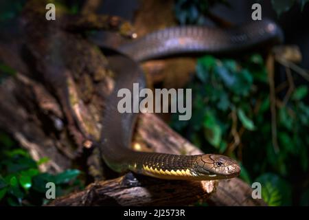 Re Cobra, Ophiophagus hannah, rettile serpente nell'habitat naturale della foresta. Cobra sull'albero, ritratto in primo piano, isola di Java in Indonesia in Asia. Wi Foto Stock