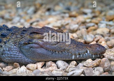 Coccodrillo filippino, coccodrillo mindorensis, specie relativamente piccole di coccodrillo d'acqua dolce. Dettaglio museruola ritratto di lucertola rettile nella natura Foto Stock