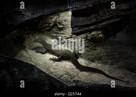 Mertens Water Monitor, Varanus mertensi, semiacquatico, un forte nuotatore. Lucertola nella grotta di roccia scura in natura, Australia. Monitorare la lucertola di notte Foto Stock