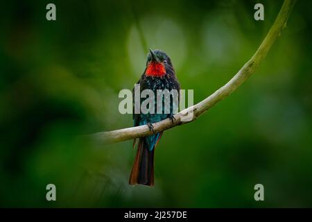 Ape-eater nero, Merops gularis, uccello della famiglia Meropidae. Foresta pluviale tropicale africana. Ape-mangiatore nero seduto sul ramo di albero nel Kibale N. Foto Stock