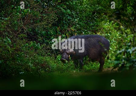 Colosso boschivo gigante, Hylochoerus meinertzhageni, maiale nero grande nell'habitat naturale. Porco nella verde vegetazione tropicale, fiume Ishasha in Uganda, Africa Foto Stock