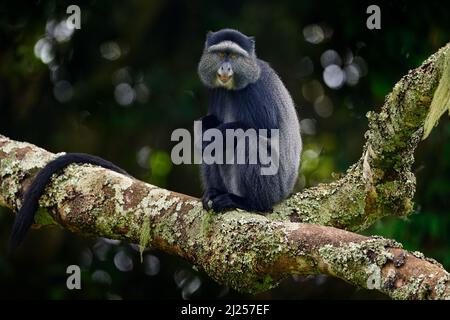 Scimmia diadema blu, Cercopithecus mitis, seduta su albero nella natura foresta habitat, Bwindi impenetrabile Parco Nazionale, Uganda in Africa. Simpatico mon Foto Stock