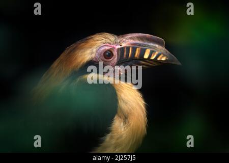 Luzon Hornbill, Penelopides manillae, a volte chiamato Tarictic Hornbill, nella foresta oscura. Hornbill, primo piano dettaglio dalla giungla tropicale, Luzon, Phi Foto Stock