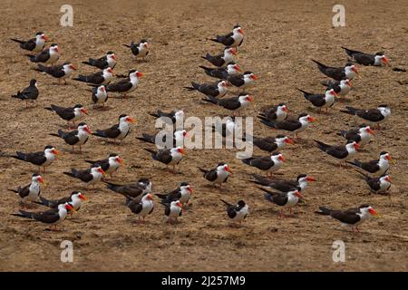 Spiaggia di sabbia skimmer. Gregge di Skimmer africano, Rynchops flavirostris, seduto a terra vicino al fiume acqua. Terna africana. Bel nero e wh Foto Stock