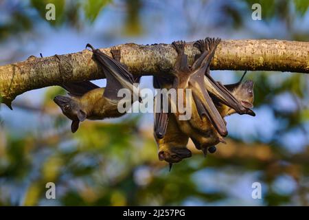 Pipistrello di frutta color paglia, Eidolon helvum, sull'albero durante la sera, Kisoro, Uganda in Africa. Colonia di pipistrelli nella natura, fauna selvatica. In viaggio Foto Stock