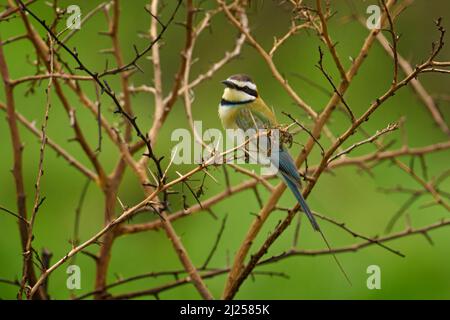 Apicollo a gola bianca, Merops albicollis, Africa. Ritratto di dettaglio di uccelli africani esotici verdi e gialli nell'habitat naturale. Scena faunistica da Europa Foto Stock