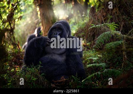 Gorilla di montagna, Parco Nazionale di Mgahinga in Uganda. Foto ravvicinata della scimmia selvaggia nera argentata nella foresta, in Africa. Fauna selvatica natura. Mammifero Foto Stock